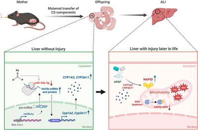 Prenatal cigarette smoke exposure sensitizes acetaminophen-induced liver injury by modulating miR-34a-5p in male offspring mice